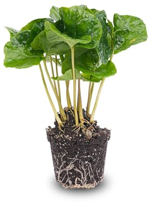 Planta de Café Coffea Arabica para Terrario e Interior, Maceta 6 cm