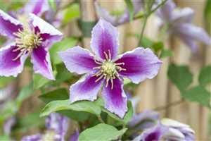 Clematis Hybride 'Piilu' Waldrebe Kletterpflanze im Topf gewachsen (60-100cm)