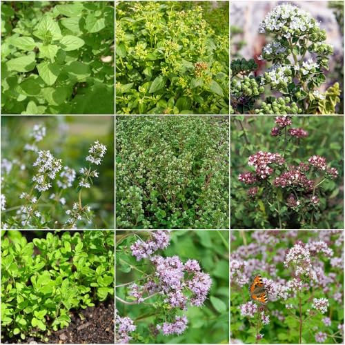 semillas de mejorana - Semillas exóticas para de balcón interior balcón resistentes jardin cobertura del 500pcs