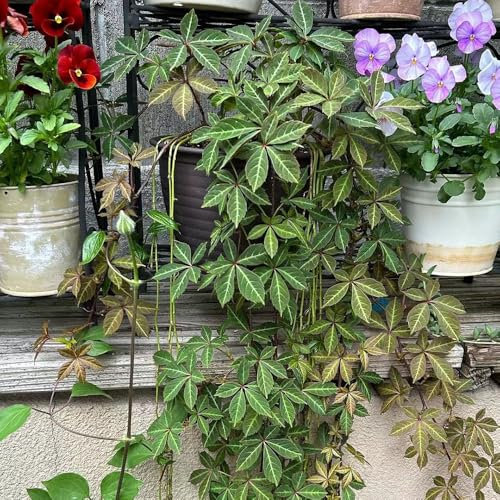 250 Pcs Wilder Wein Winterhart Schnellwachsend Samen - Winterharte Pflanzen Für Garten Creeper Jungfernrebe Samen, Kletterpflanzen Winterhart, Deko Pflanzen Geschenke Für Gartenfreunde