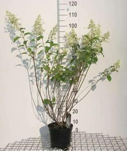 Hydrangea pan. 'Kyushu' - Hydrangea Paniculata 40-50 cm en pot