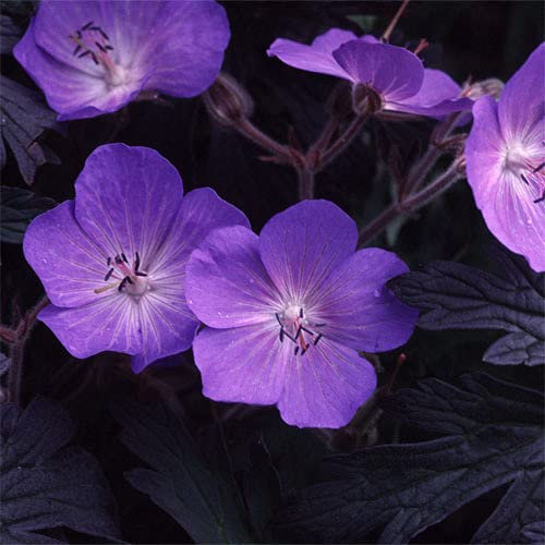 Plant World Seeds - Geranium Pratense 'Purple-Haze' Seeds (Perennial Flower Seeds)