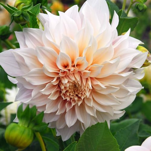 Eden Brothers Dahlia Bulbs (Dinnerplate) - Cafe au Lait, Non-GMO Bulbs for Planting, 2 Bulbs | Low-Maintenance Flower Bulbs, Plant During Spring, Zones 8, 9, 10, 11