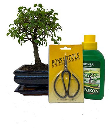 Bonsai Tree Chinese Elm Indoor Gift Set