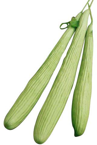 Riesen Gurke -Armenische Metergurke- 10 Samen (Der Blickfang im Garten)