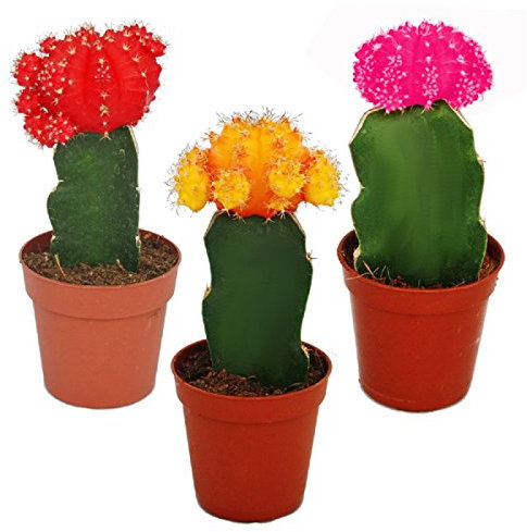 Exotenherz - 3 verschieden-farbige veredelte Kakteen im Set, 5,5cm Topf, ca. 10-12cm hoch