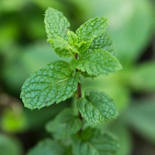 Semi di menta verde - rare semi di menta verdi prodotti sostenibili resistenti per il giardino semi di da cucina 300pcs