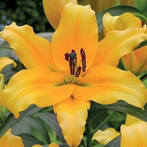 Lilienzwiebeln Baumlilie Riesenlilien Lilium Zwiebeln Onion Knollen Winterhart Frische mehrjährig duftenden Prachtblüten Hochgewachsene Lilie (Corcovado)