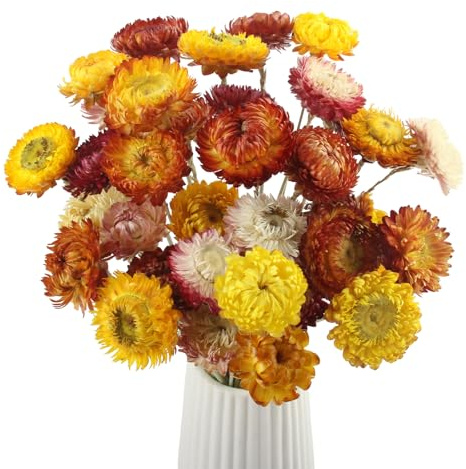 Sunyunze 32 Pezzi Fiori Secchi Decorativi Mazzo di Fiori Margherite Fiori Secchi Naturali Margherita per Vaso la Casa Feste e Progetti Artigianali