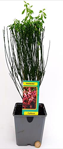 POWERS TO FLOWERS - GINESTRA ROSSA, pianta vera