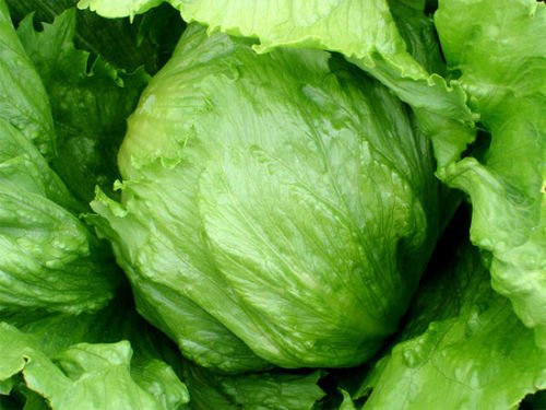 Seme di Capo Lattuga, Summertime, lattuga iceberg, semi di lattuga Bulk non OGM 500ct