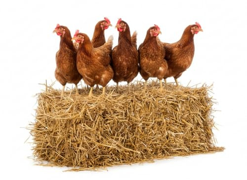 Litière en paille bio 10 kg pour poulets, chevaux, poules, ânes, poulains - paille dépoussiérée, naturelle, absorbante, écologique, thermique - litière pour lapins