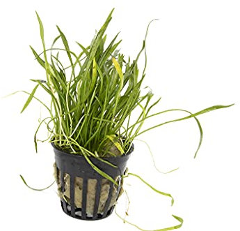 Lincolnshire Pond Plants Ltd Live Plants Tropical Aquatic Plants - Potted - Ceramic - Loose - Kits (Potted, Lilaeopsis Brasiliensis)