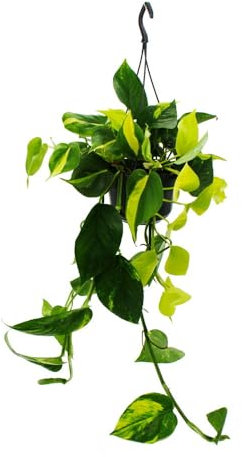 Scindapsus Trio de plantes grimpantes 3 variétés d'épipremnum en pot 15 cm