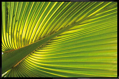 1art1 Palmas Cartel con Marco (Plástico) - Hoja De Palmera De Cáñamo (91 x 61cm)