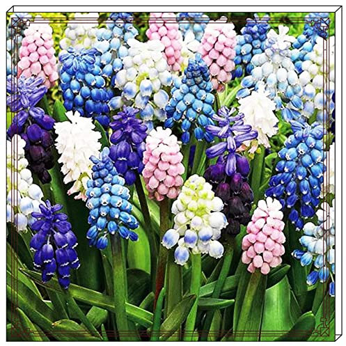 Hyazinthenzwiebel-Winterhart MehrjäHrig,Hyazinthen Rhizome,Traubenhyazinthen Zwiebeln,Hyazinthen Zwiebeln Winterhart,Einfache Wartung-8zwiebeln-c