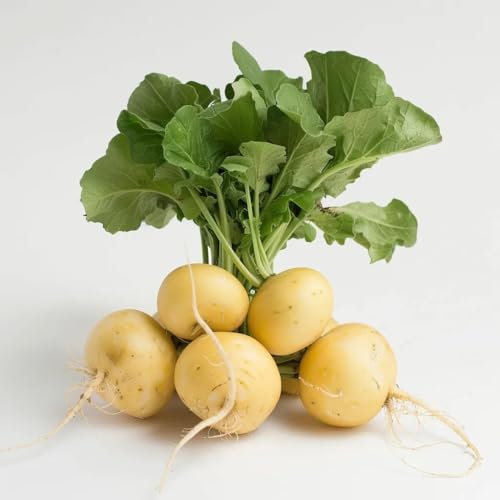 300 Semillas de Rábano Redondo Amarillo - SemiSauvage Permaculture