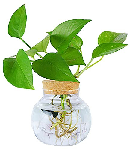 MMIAOO Mini Vase Glasfläschchen Kleine,Tischvasen Dekoflaschen - Hydroponik Hängevase,Glasvase Blumenvase,Hochzeit Party Deko Flasche frühlingsdeko Glas klar (Rund 13 * 13cm)