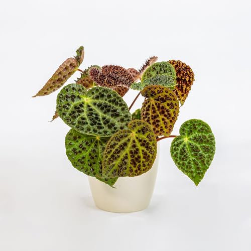 Vivai le Georgiche - Pianta vera di Begonia ferox - vaso Ø 12 cm
