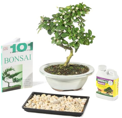 Brussel's Live Fukien Tea Indoor Bonsai Tree Complete Gift Set - 6 Years Old; 6 to 8 Tall with Decorative Container, Humidity Tray, Deco Rock, Bonsai Pro Fertilizer & Book