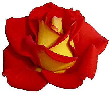 Ketchup & Mustard®, rosaio vivo Rose Barni®, rosa in vaso rossa e gialla, pianta folta e compatta, habitus rotondo, adatta alla coltivazione in vaso, rifiorente fino autunno inoltrato cod.72056