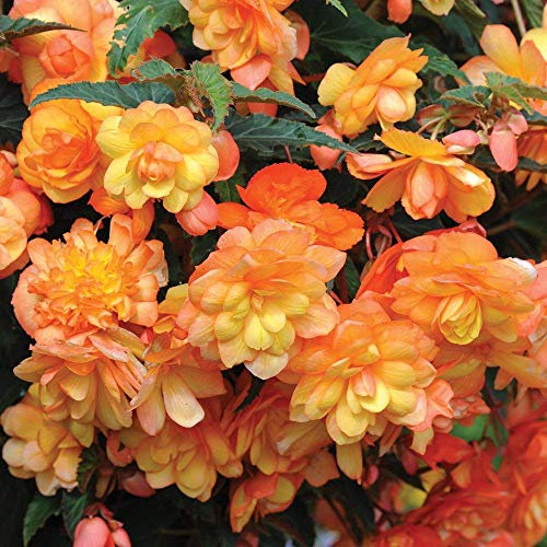 Begonia Apricot Shades Garden Plant Half- Hardy Perennial Flowering Garden Plants Easy to Grow Your Own 10x Tubers by Thompson and Morgan