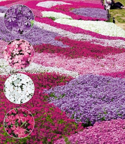 BALDUR Garten 12er Winterharter Bodendecker Phlox-Mix Flowers of the Sea