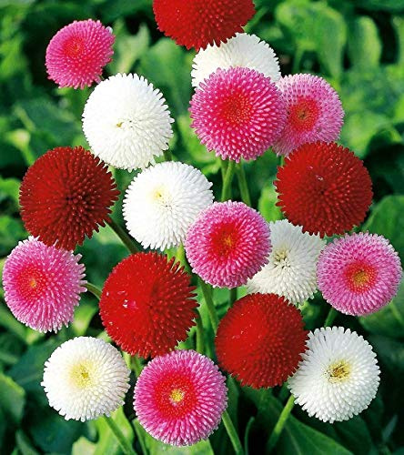CEMEHA SEEDS - Seeds English Daisy Mix (Bellis Perennis) Pompom Marguerite Annual Flowers for Planting