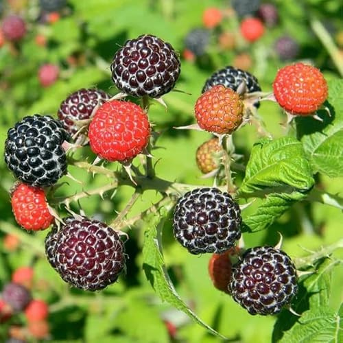 Raspberry Plant Live for Planting, Raspberry Bushes Live Plant Potted 1-2 Years Old, Edible Berries Plant, Raspberry Fruit Tree (Black Raspberry)