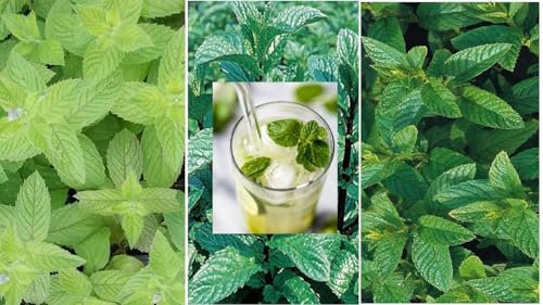 Mint Seeds for Planting | Collectionof Peppermint, Applemint and Spearmint