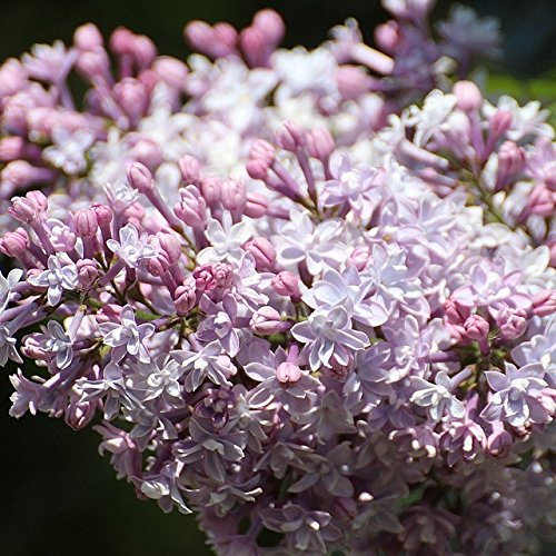Flieder Beauty of Moscow Syringa vulgaris hellrosa halbgefüllte Blüte ca. 40-60 cm im 3 Liter Topf