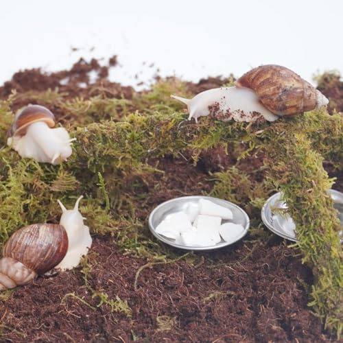 Begeterday Kit d'accessoires pour terrarium escargot 7 pièces, comprend un substrat retenant l'humidité, un jouet d'escalade, des granulés d'os de seiche, une assiette d'eau et de nourriture, un