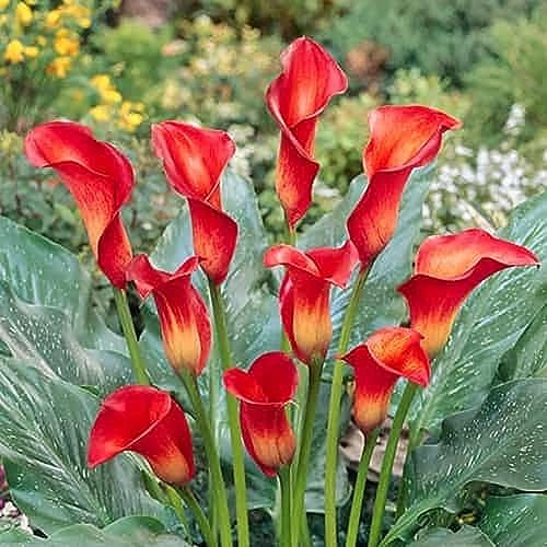 Dei Giardinieri Alle Prime Armi Calle Sembra Nobile Ed Elegante, Bulbi Di Calle, Calle Ha Un Odore Forte E Dolce Giglio, I Calle Sono Adatti Per La Coltivazione, 4bulbs-C