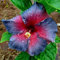 Ibisco Da Giardino, Resistente, Dai Fiori Vistosi, Arbusto Ornamentale, Amico Delle Api, Ibisco, Fioritura-3 Bulbi-A