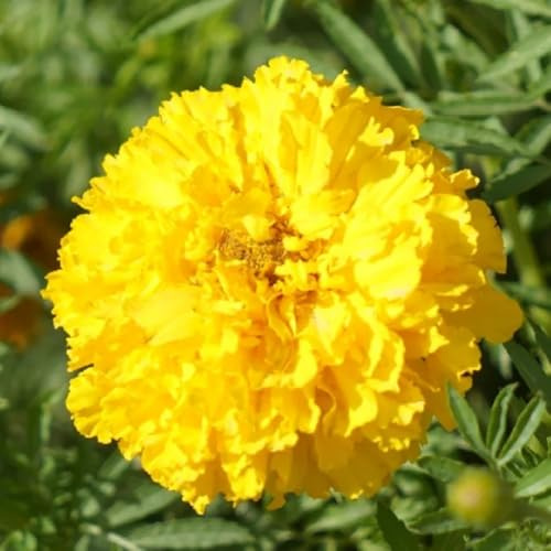 semillas de caléndula - decoración jardín Variedades antiguas 500pcs