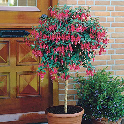 YouGarden Flowering Fuchsia Tree, 65-80cm Tall, Established Plant in 19cm Pot, Ready to Plant
