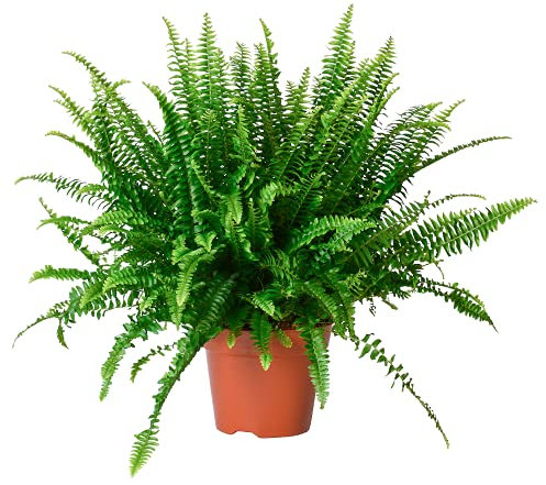 Helecho de Boston Nephrolepis Exaltata Planta Natural de Interior y Exterior