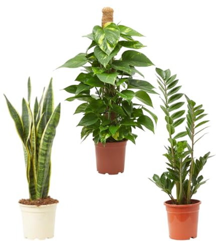 Verdecora Pack Plantas Purificadoras de Interior maceta 3L | Sansevieria, Zamioculca y Potho | Set de Plantas Resistentes y Decorativas | Ideal para Hogar u Oficina