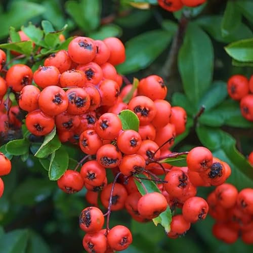 Feuerdorn - Pyracantha cocc. 'Red Column' - 50-60 cm Topf