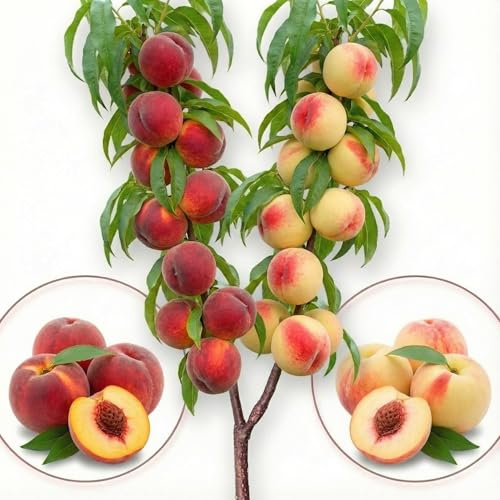 Albero da frutto – Pesco duo – Stanley/Obilnaja – Adatto per balconi, terrazze e piccoli giardini – adatto per vasi e terreni