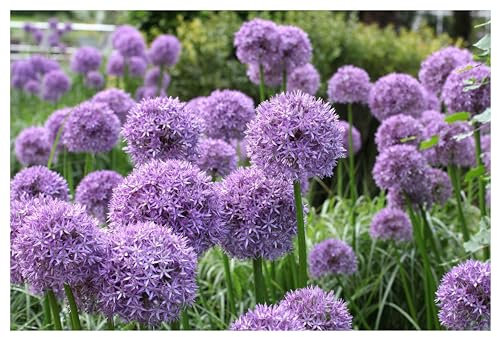 1 x Allium 'Globemaster' im 1 Liter Topf (Staude/Stauden/Mehrjährig/Winterhart) Riesen Zierlauch - Riesige Blütenkugeln für einen Wow-Effekt - Bienenfreundlich - Pflegeleicht - von Stauden Gänge