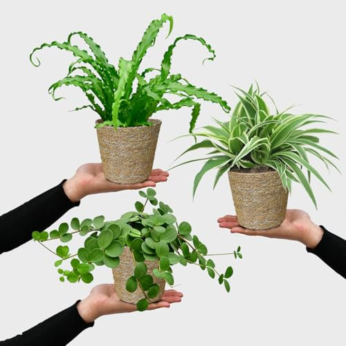 Grünlilie, Nestfarn & Zwergpfeffer – Hängende Zimmerpflanzen Katzenliebe – Tierfreundliches Set frisch aus der Gärtnerei – Höhe 15-30 cm – Töpfe 10,5-12 cm – mit Seegraskörben – Green Me Up