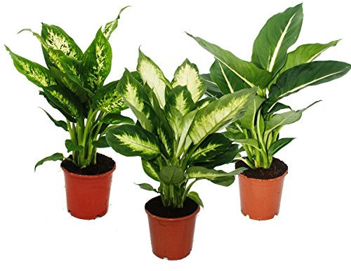 dieffenbachie – Set de 3 avec 3 Versch. Types – Plante en Pot d'intérieur Plantes – pour Les débutants