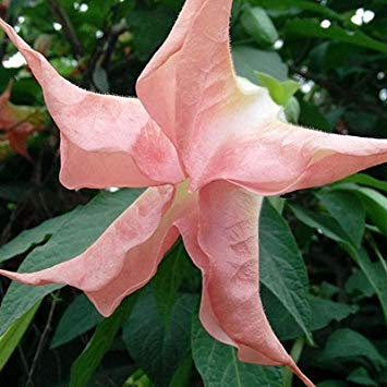 Pacchetto semi: 3: Semi Liberi la nave, Brugmansia Angelo Trum, Bonsai seme semi 40 particelle