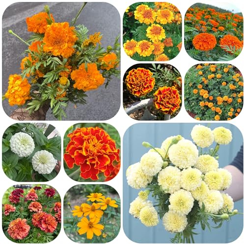 semi di calendula, Tagetes erecta, rare farfalle da esterno da balcone amici esterno resistenti vecchie varietà recisi 1000pcs