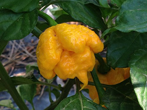 SEMI PEPERONCINO TRINIDAD SCORPION MORUGA YELLOW+ GUIDA COLTIVAZIONE