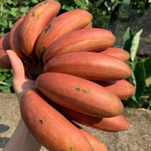 semillas de plátano semillas de resistentes columnar banano resistente Camas elevadas para el jardín bonsái interior banano cama elevada jardín 200pcs