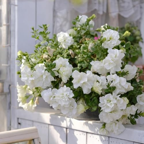 petunie pendenti semi di da balcone Petunie pendenti semi di selvatici da ombra ornamentali per luoghi soleggiati resistenti in vaso esterno 550semi