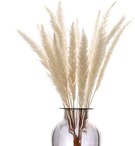 HUAESIN 30 Pcs Trockenblumen Pampasgras 45cm Getrocknete Blumen Natürliche Trockenblumen Pampas Gras Getrocknet Blumen Pampasgras für Hochzeit Hause Party Fotografie Vase