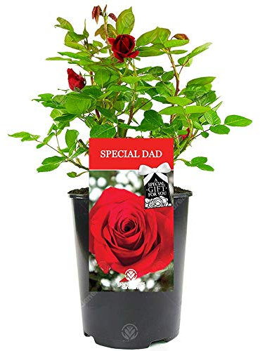 Special Dad Rose - Father's Day Occasion, Say Thank You and Celebrate with a Unique Living Plant Gift